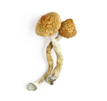 Psilocybin – Golden Teacher
