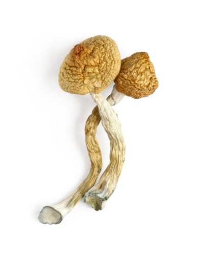 Psilocybin – Golden Teacher